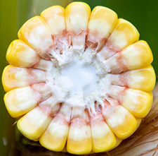 Preparing for Corn Silage Harvest Hubbard Feeds